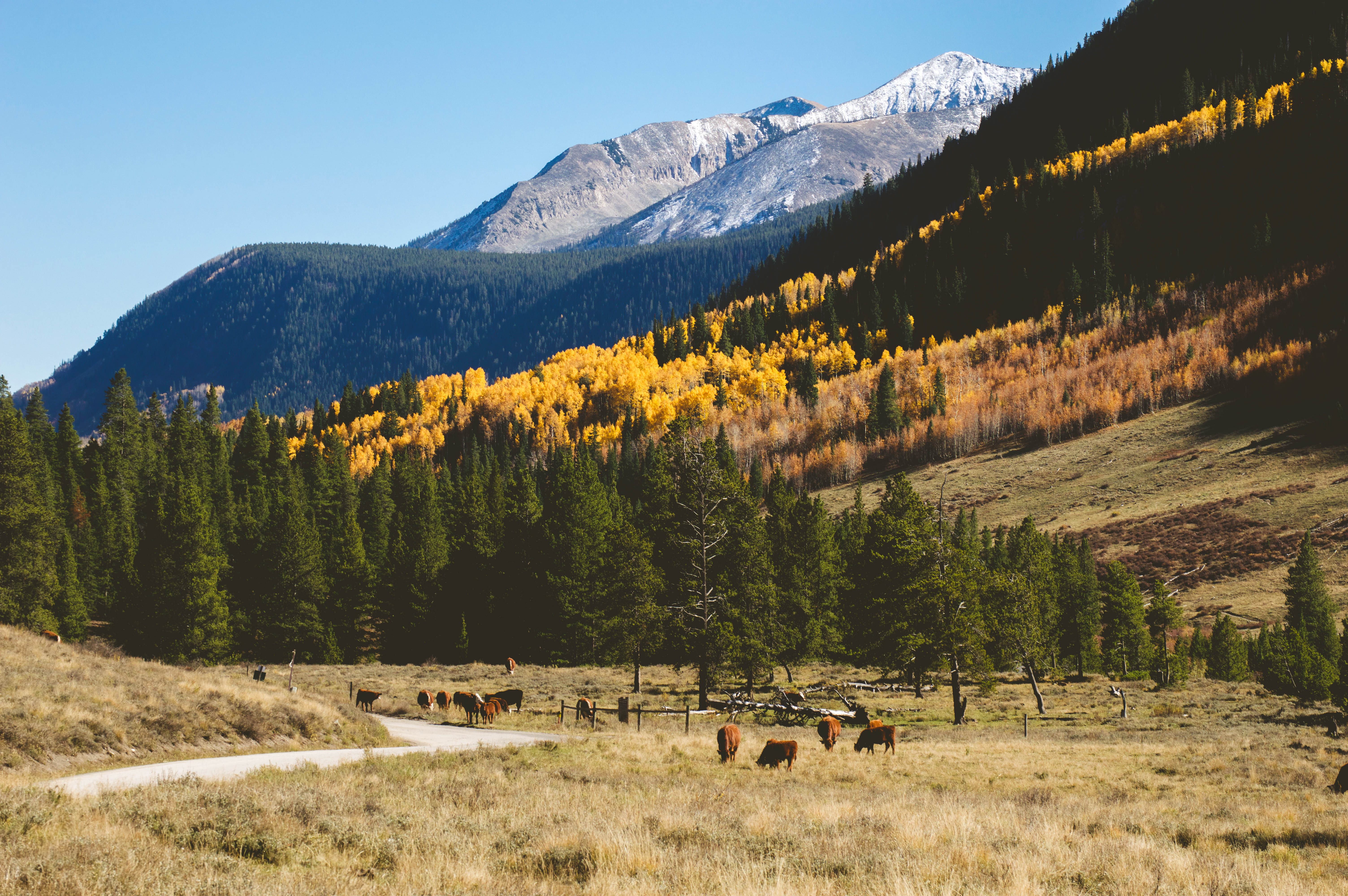 Kat Cozadd - Landscape